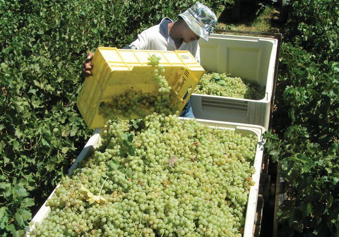 Grapes stored in solid plastic box pallets during harvest