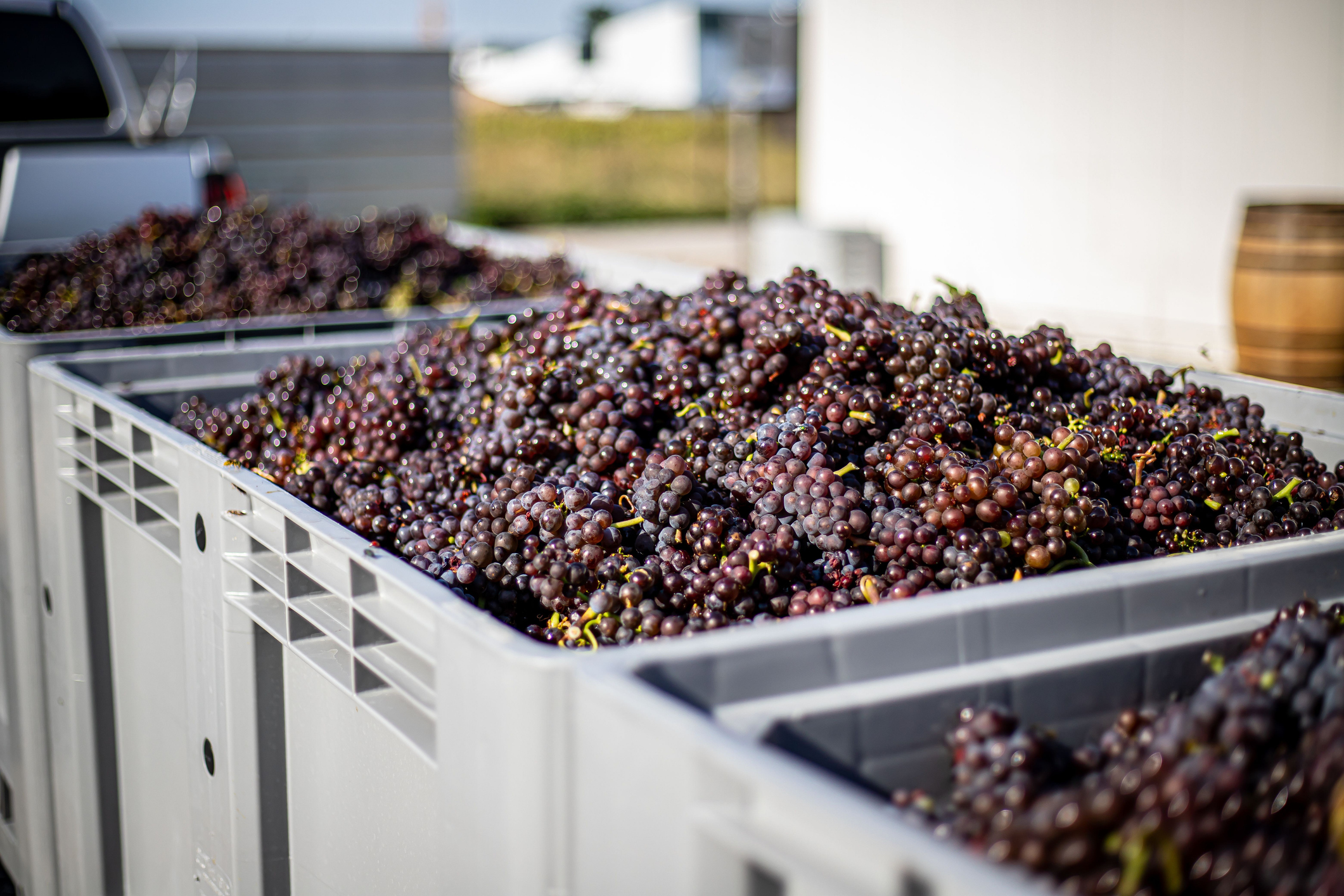 Grape Harvest Storage: Choosing the Right Boxes for Your Vineyard 